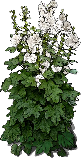 Plant - Alcea rosea
