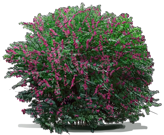 Plant - Coralberry