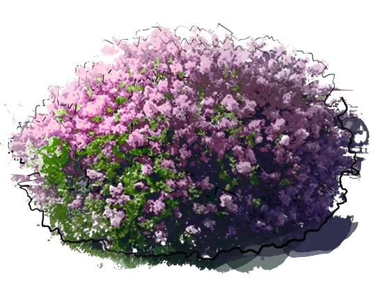 Plant - Dwarf Korean Lilac