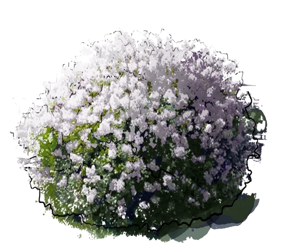 Plant - Mme. Lemoine Common Lilac