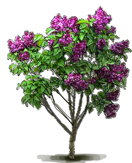 Plant - Lilac \u0027Sensation\u0027