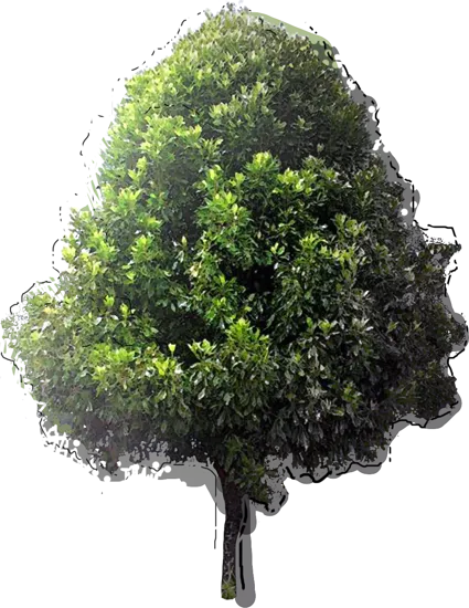 Plant - Clove