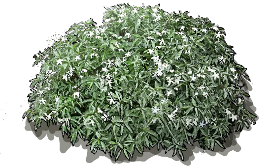 Plant - Pinwheel Jasmine