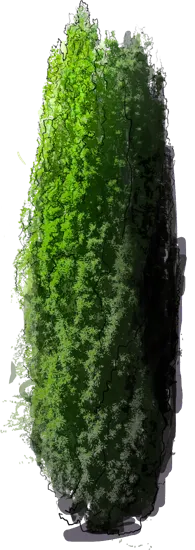Plant - European Yew