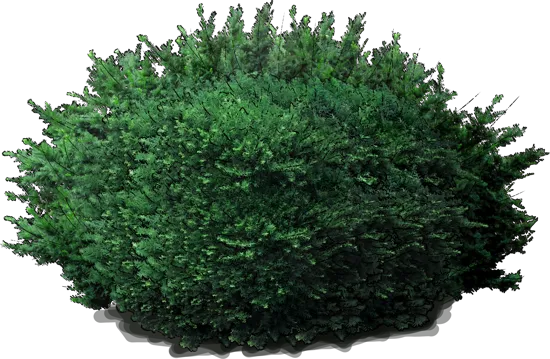 Plant - Japanese yew