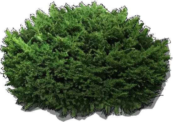 Plant - Dark Green Spreader Yew