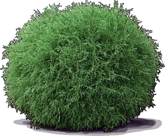 Plant - Mr Bowling Ball Arborvitae