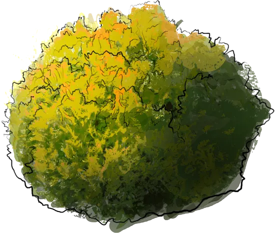 Plant - Rheingold Arborvitae