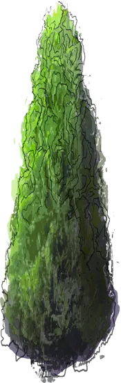 Plant - Emerald American Arborvitae