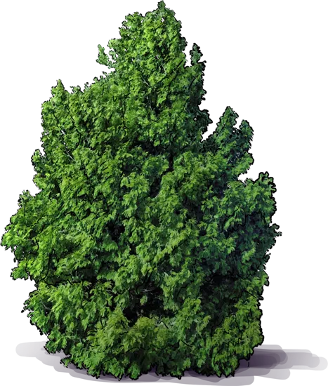 Plant - Japanese Arborvitae