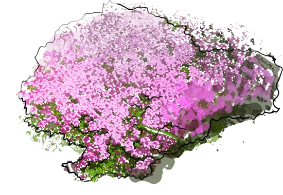 Plant - Creeping Thyme