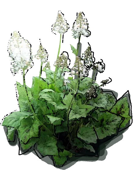 Plant - Tiarella garden \u0027Spanisch Cross\u0027