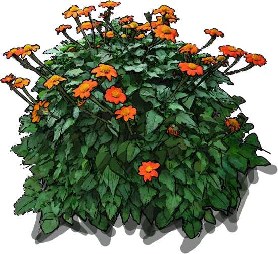 Plant - Tithonia rotundifolia Torch