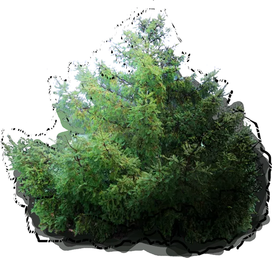 Plant - Torreya nucifera