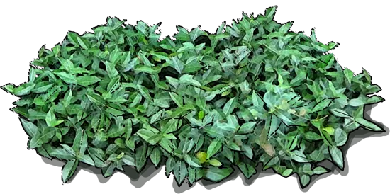 Plant - Asiatic jasmine