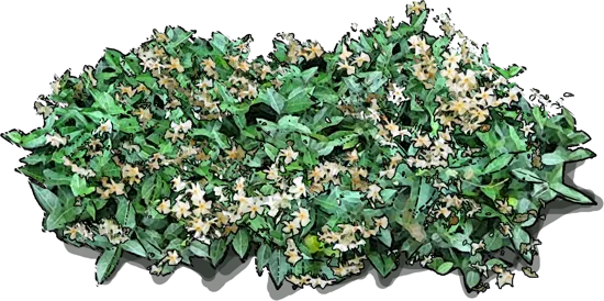 Plant - Asiatic jasmine