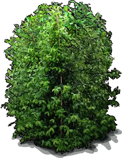 Plant - Confederate jasmine