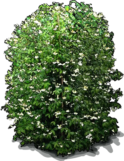 Plant - Confederate jasmine