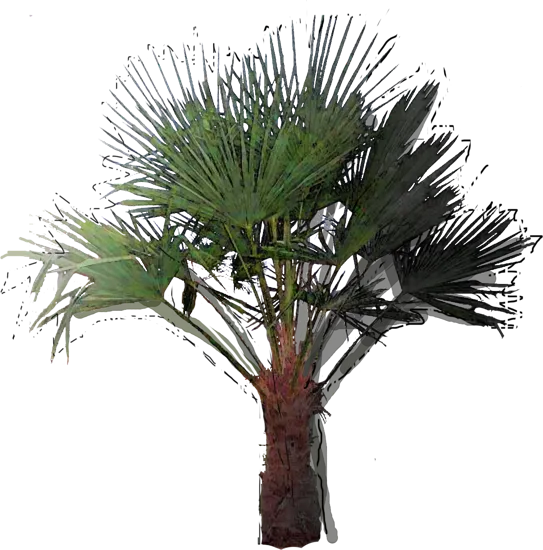 Plant - Windmill Palm