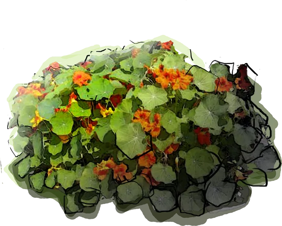 Plant - Garden Nasturtium