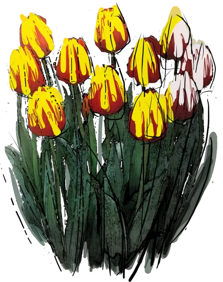 Plant - Tulip \u0027Fanfarella\u0027