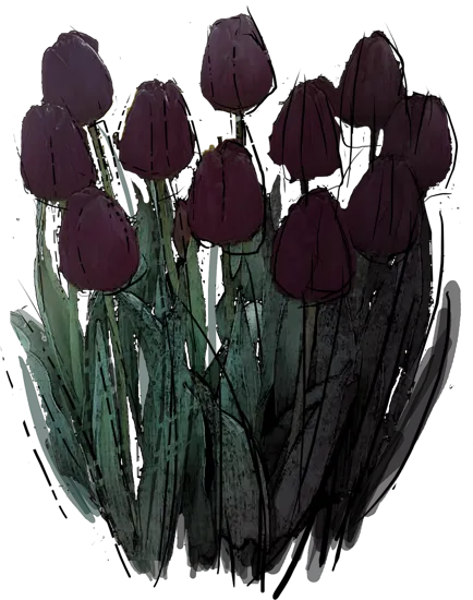 Plant - Tulip \u0027Queen of Night\u0027
