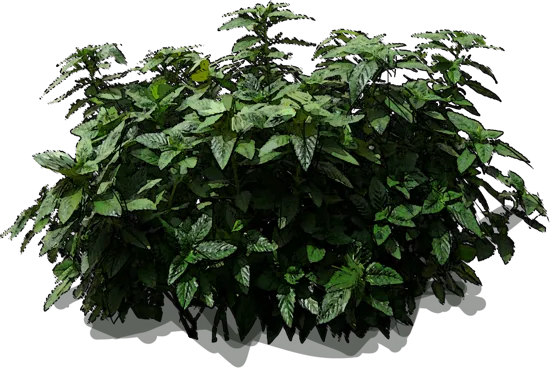 Plant - Turnera ulmifolia