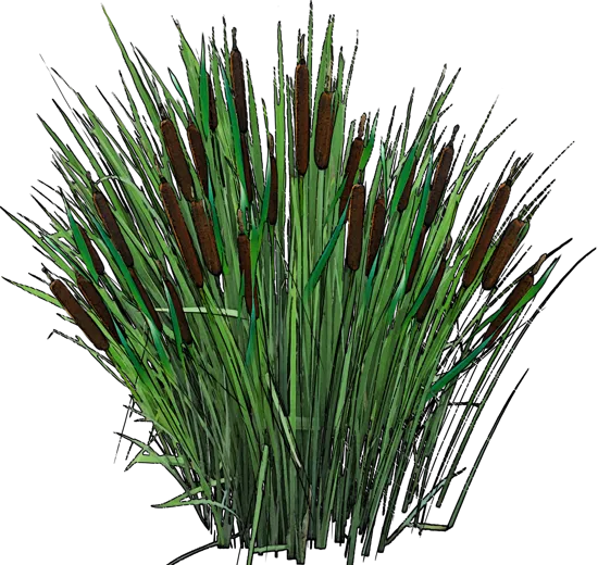 Plant - Narrow\u002DLeaved Cattail