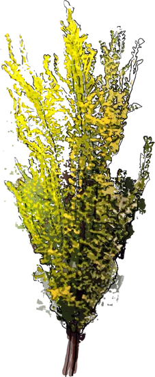 Plant - Golden Elm