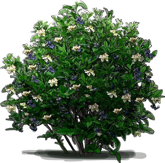 Plant - Highbush Blueberry \u0027Berkeley\u0027
