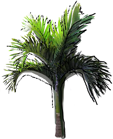 Plant - Christmas Palm