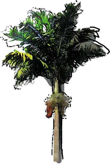 Plant - Montgomery Palm