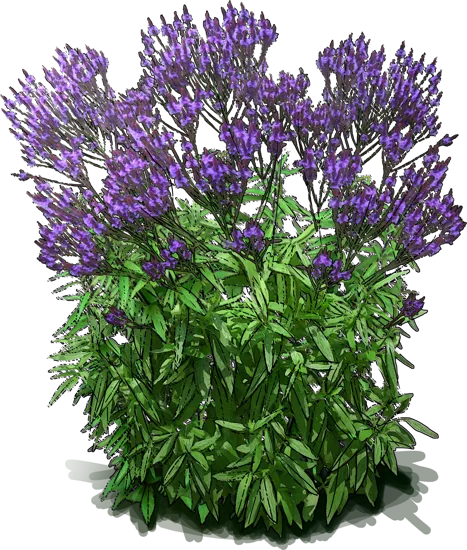 Plant - American Blue Vervain