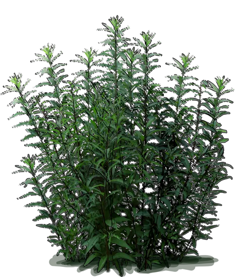 Plant - New York ironweed
