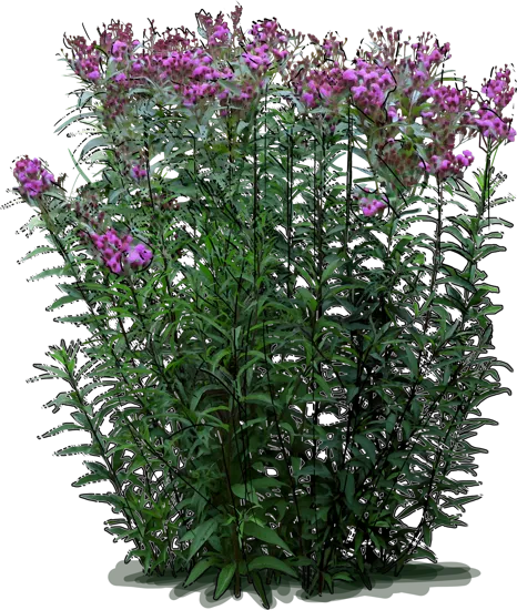 Plant - New York ironweed