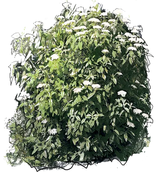 Plant - Leatherleaf Viburnum