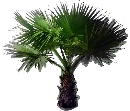 Plant - Desert Fan Palm