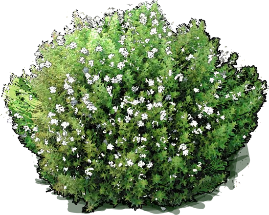 Plant - Coastal Rosemary