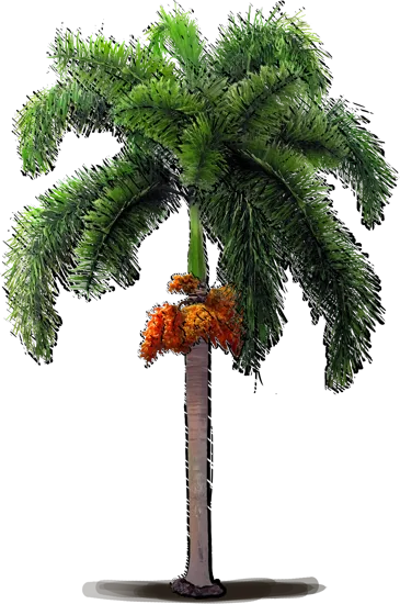 Plant - Foxtail Palm Tree