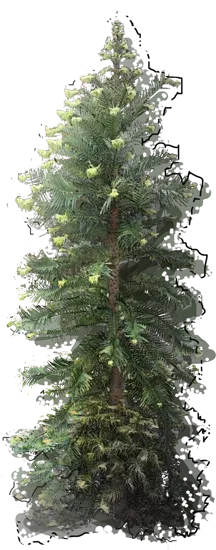 Plant - Wollemi Pine