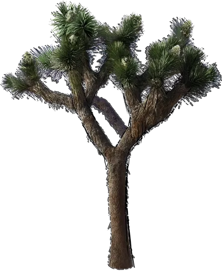 Plant - Joshua Tree