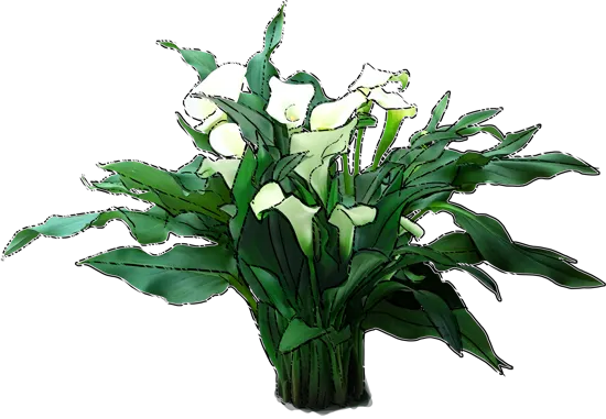 Plant - Calla Lily \u0027Mint Jupel\u0027