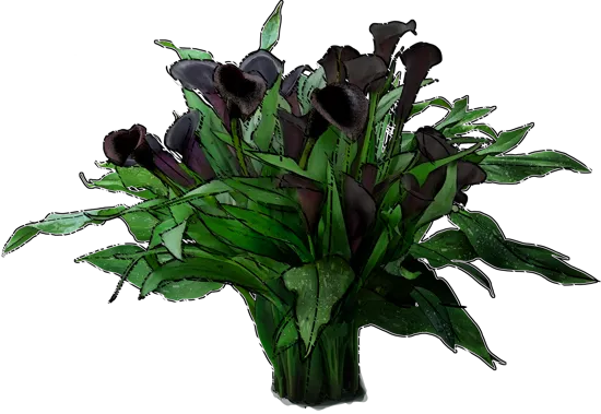 Plant - Calla Lily \u0027Odessa\u0027