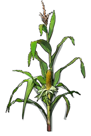 Plant - Sweet corn