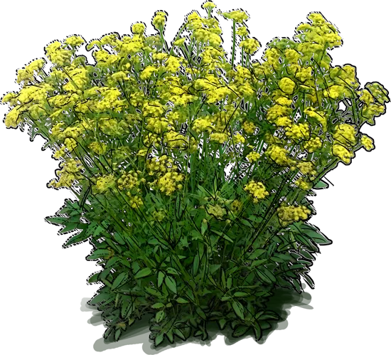 Plant - Golden Alexanders