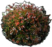 Plant - Abelia chinense