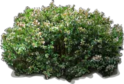 Plant - Glossy Abelia \u0027Sherwood\u0027