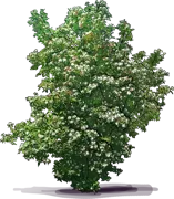 Plant - Fragrant Abelia