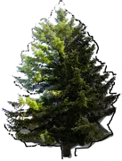 Plant - Abies holophylla