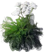 Plant - Common Yarrow